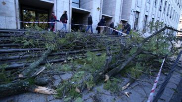 Este lunes se contaron más de 40 árboles y ramas caídas.