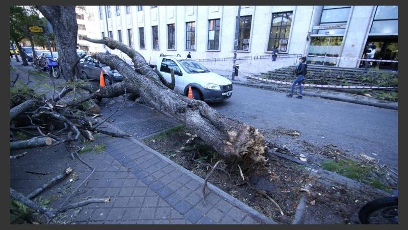 El viento tumbó un árbol de raíz frente a Tribunales. 