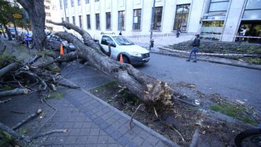 El viento tumbó un árbol de raíz frente a Tribunales.