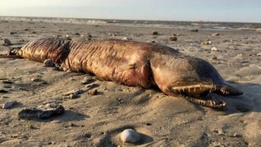 La criatura encontrada en una playa de Texas.