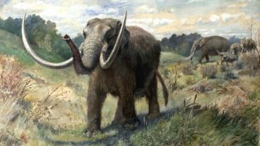 El Stegomastodon platensis tenía un tamaño similar al del elefante indio actual.