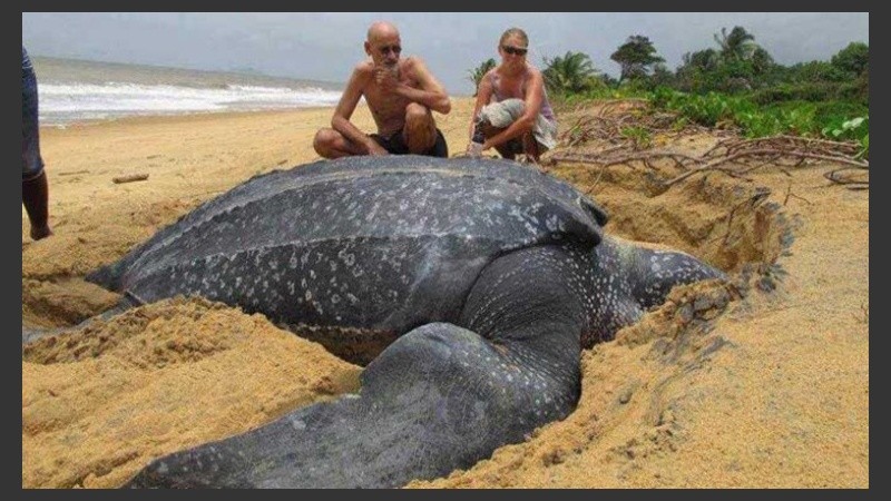 Es el segundo ejemplar que encuentran en pocos días en esa costa catalana. 