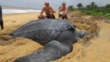 Es el segundo ejemplar que encuentran en pocos días en esa costa catalana. 