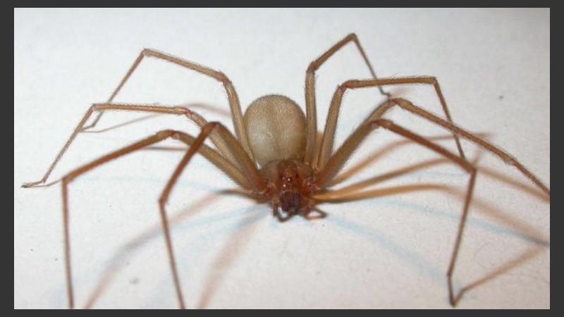 La araña que causó la muerte al felino, según los análisis.