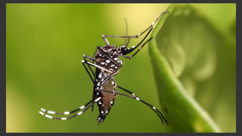 Se realizará una jornada de descacharrado y concientización de la enfermedad en la zona de Buenos Aires y Rueda.
