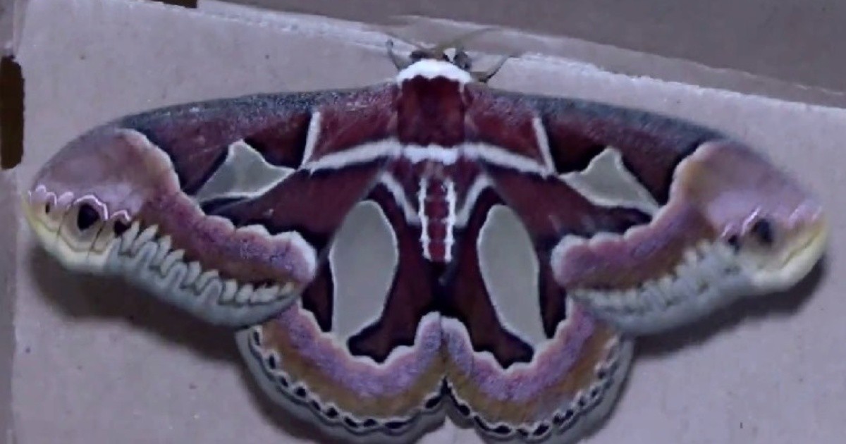 Una enorme mariposa exótica sorprendió a todos en zona sur | Rosario3