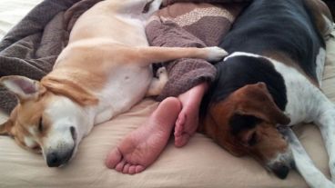 En el "colecho canino", la eficiencia del sueño del 81 por ciento (el porcentaje satisfactorio se sitúa en el 80 por ciento).