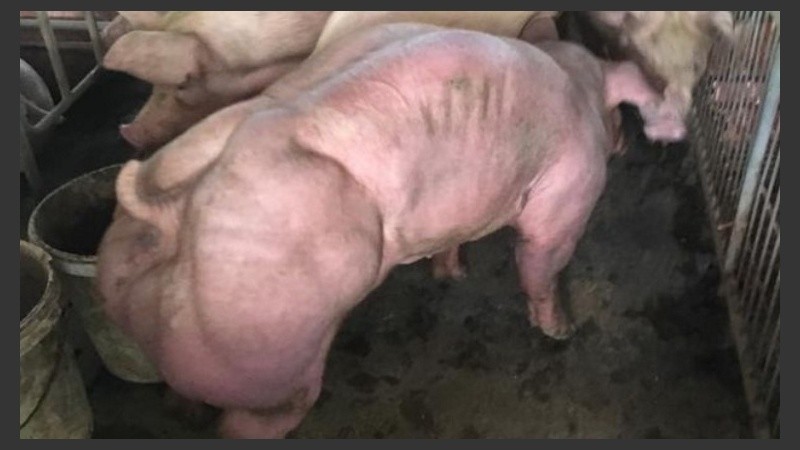 Loa cerdos pertenecen al establecimiento Duroc Cambodia. Su propietario publicó las imágenes de los descomunales porcinos.