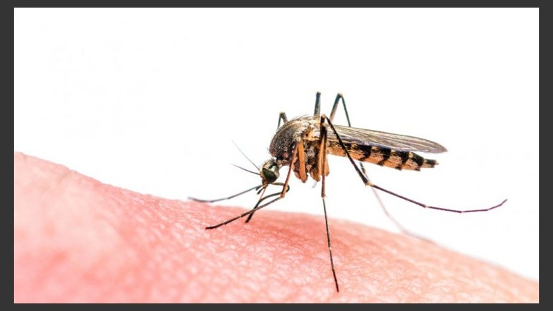 En casos extremos, ambas enfermedades pueden llevar a la muerte.