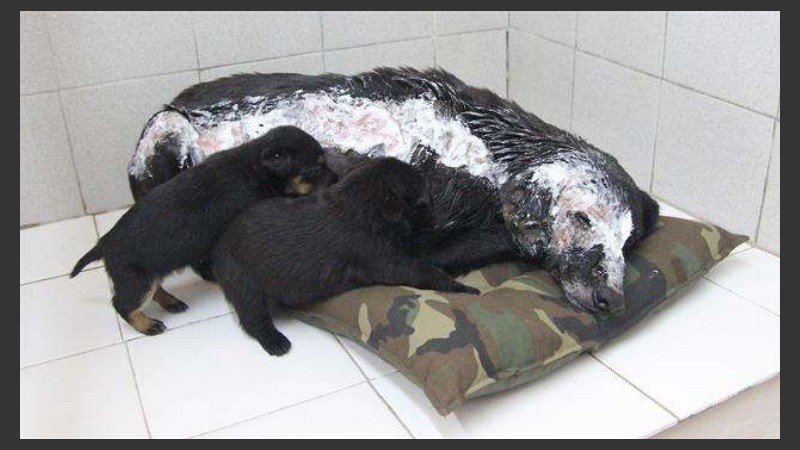 Lina, la perra, ya fue adoptada por una familia bonaerense.