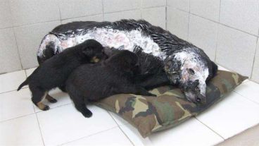 Lina, la perra, ya fue adoptada por una familia bonaerense.