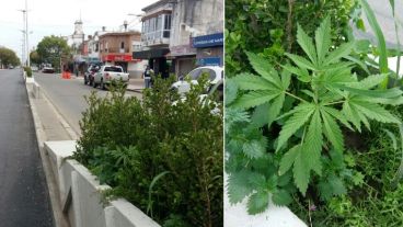 "Marihuana pública" en las calles de San Lorenzo.