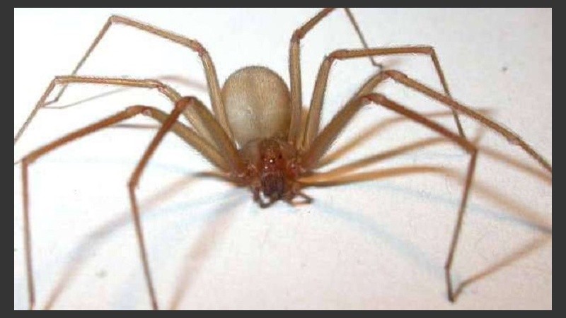 La araña de rincón vive en las casas y puede ser letal.