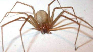 La araña de rincón vive en las casas y puede ser letal.