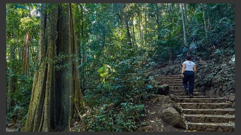 En Monte Tamborine, en Queensland, donde la crecida lombriz fue hallada.