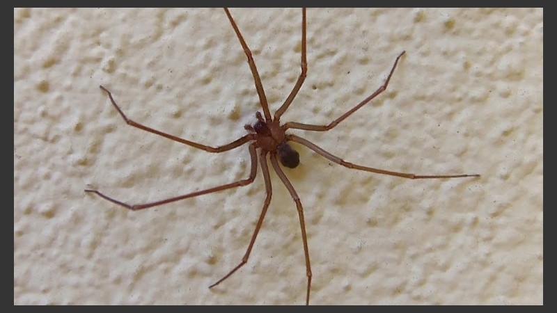 La araña del rincón se esconde detrás de libros y cuadros o debajo de sillones, entre otros lugares. 