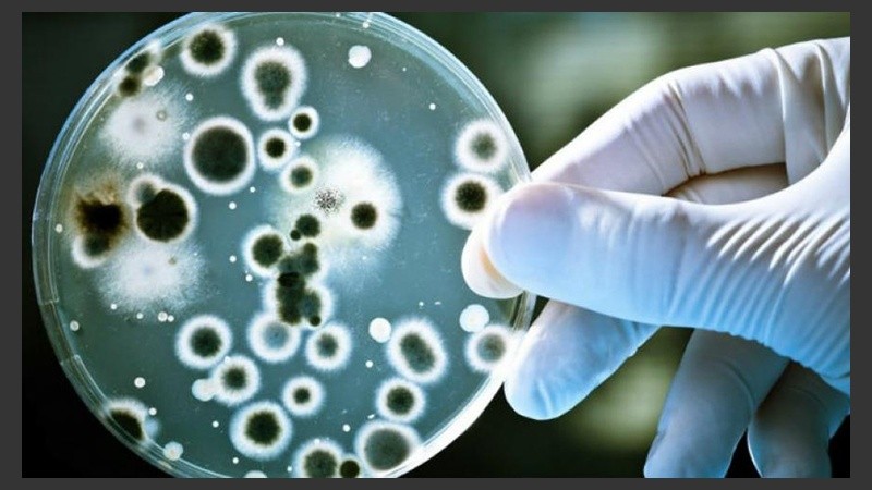Las bacterias panresistentes pueden soportar todo tipo de antibióticos.