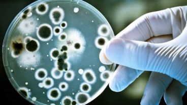 Las bacterias panresistentes pueden soportar todo tipo de antibióticos.