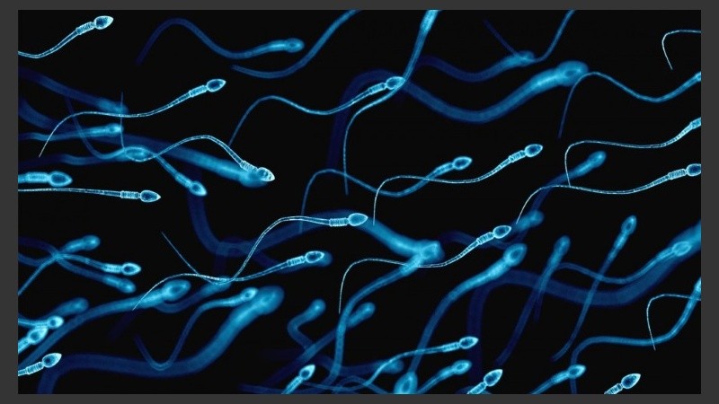 El espermatozoide usa un mecanismo sorprendente para mover la cola de modo asimétrico