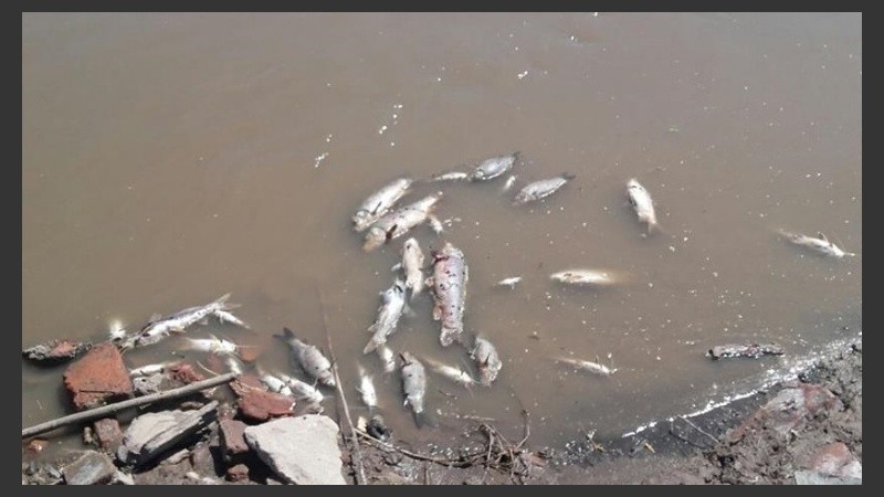 La cantidad de peces muertos encendió las alarmas de las autoridades.
