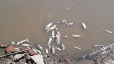 La cantidad de peces muertos encendió las alarmas de las autoridades.