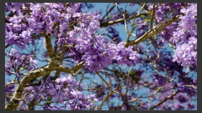 Violeta arriba y abajo en las calles. 