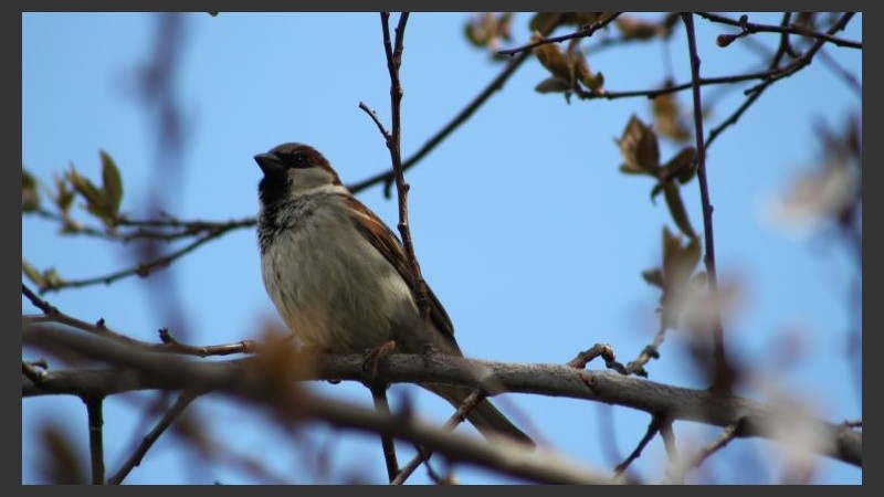 Cielo azul detrás del pajarito. 
