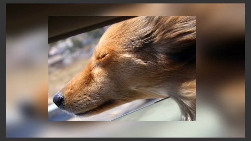 Las máximas intensidades se prevén para la zona costera de la provincia de Buenos Aires y en el Río de la Plata.