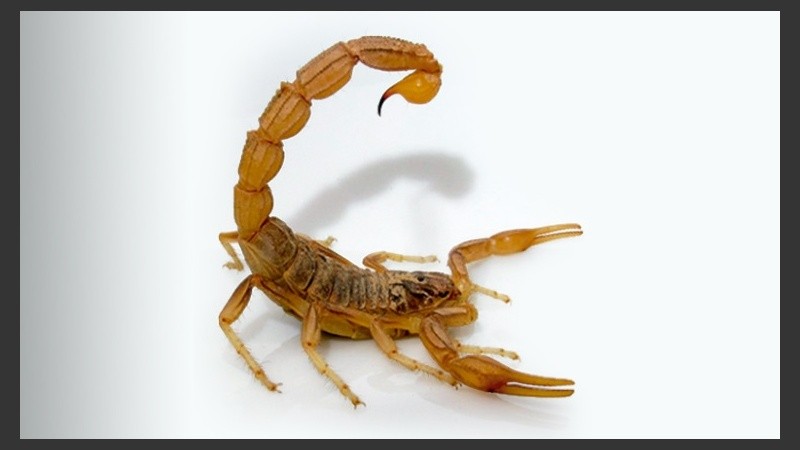 El peligro de las picaduras proviene del veneno que dejan cuando una persona toma contacto accidentalmente con uno de ellos.