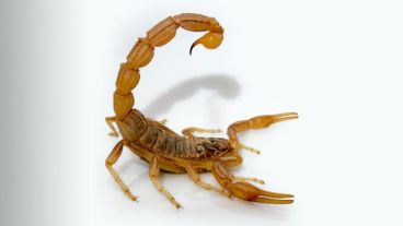 El peligro de las picaduras proviene del veneno que dejan cuando una persona toma contacto accidentalmente con uno de ellos.