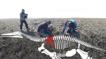 El reptil carnívoro superaba los seis metros de longitud.