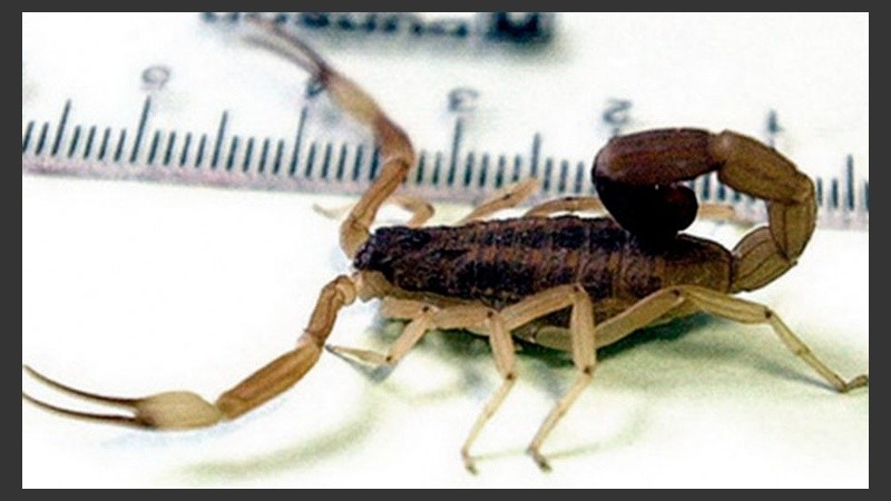 Se puede comparar el animal encontrado con una serie de imágenes para identificar de qué especie se trata.