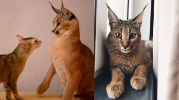 GATO CARACAL, ¡el GATO HÍBRIDO más SALVAJE de TODOS!