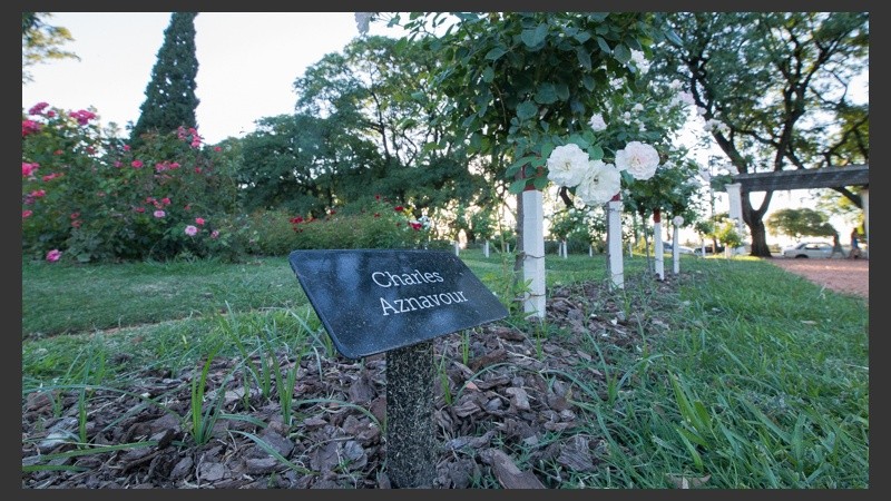 El Rosedal cuenta con 37 especies de rosas visiblemente clasificadas.