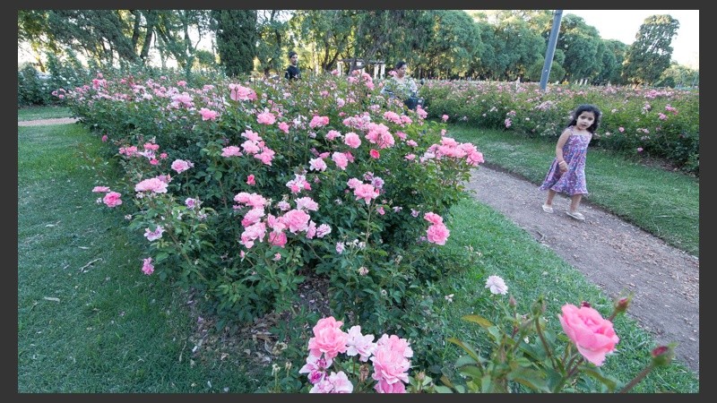 De todo tipo y colores. 