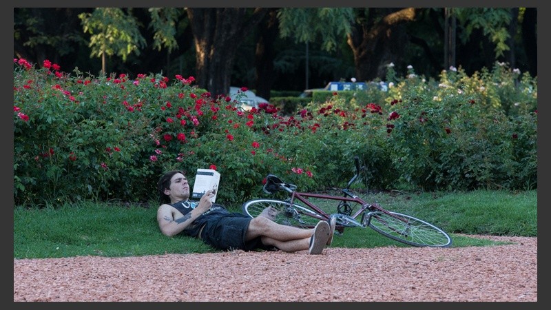 Lectura relajada rodeado de rosas.