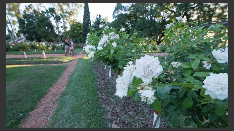 Al llegar al Rosedal se puede percibir el aroma de las flores.