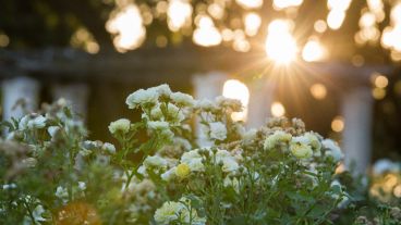 El histórico Rosedal fue renovado a mitad del 2017 y reluce más que nunca.
