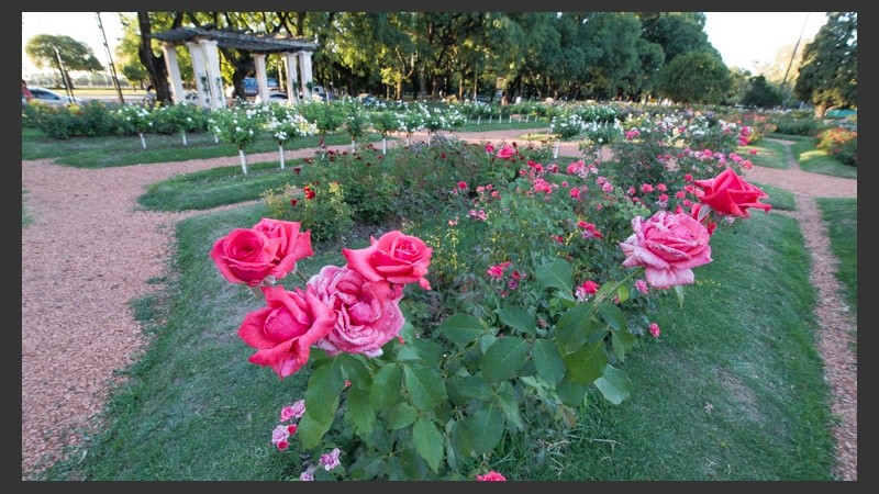 Más de 7 mil ejemplares conforman el histórico Rosedal del Parque Independencia.