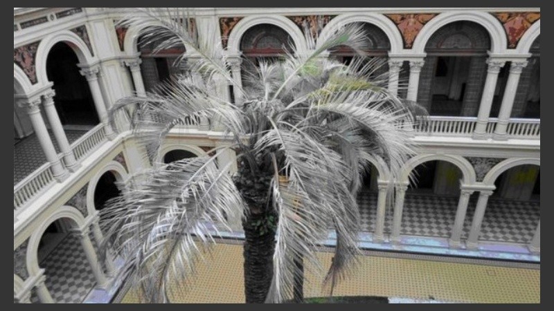 La imagen del ejemplar que murió en 2016 y será reemplazado.