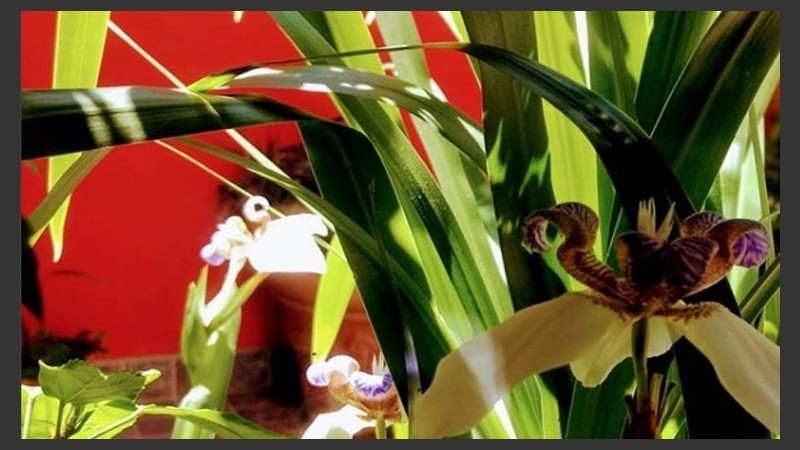 Las plantas necesitan un poco de agua. 