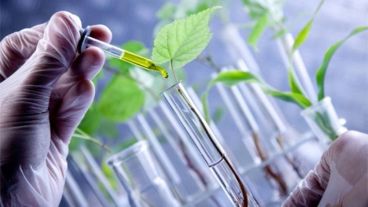 Destinadas a graduados universitarios en carreras de grado, con no más de 5 años de recibidos.