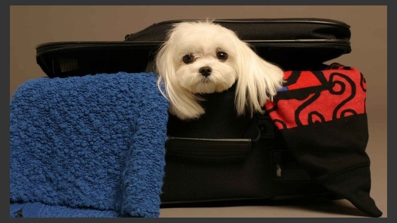 A armarse la valija pichichos. 