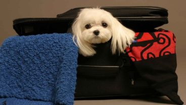 A armarse la valija pichichos.