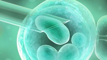 Ahora hay cerca de 7 millones de bebés nacidos por diferentes técnicas en el mundo.