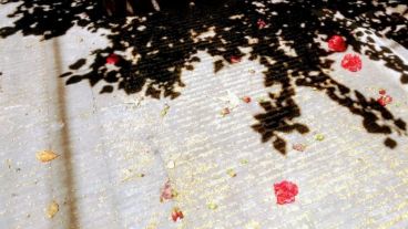 La sombra de una rosa china se expande por la vereda.
