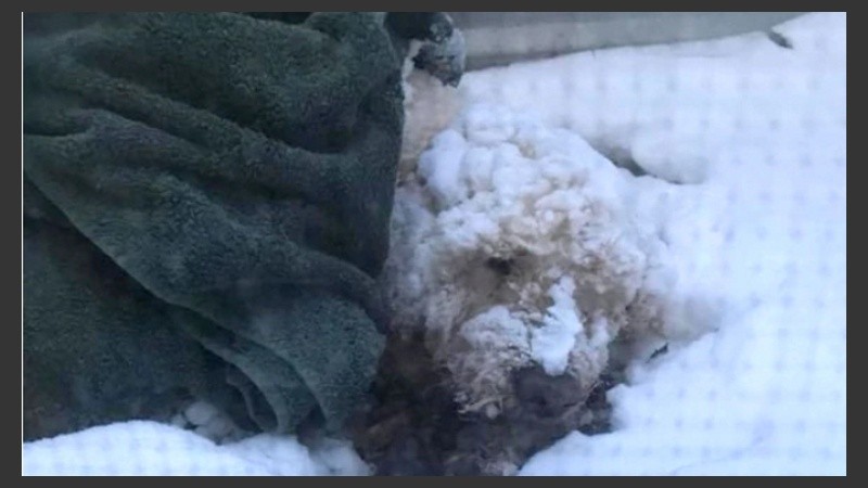 El pequeño y fuerte Buddy. 