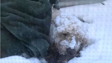 El pequeño y fuerte Buddy.