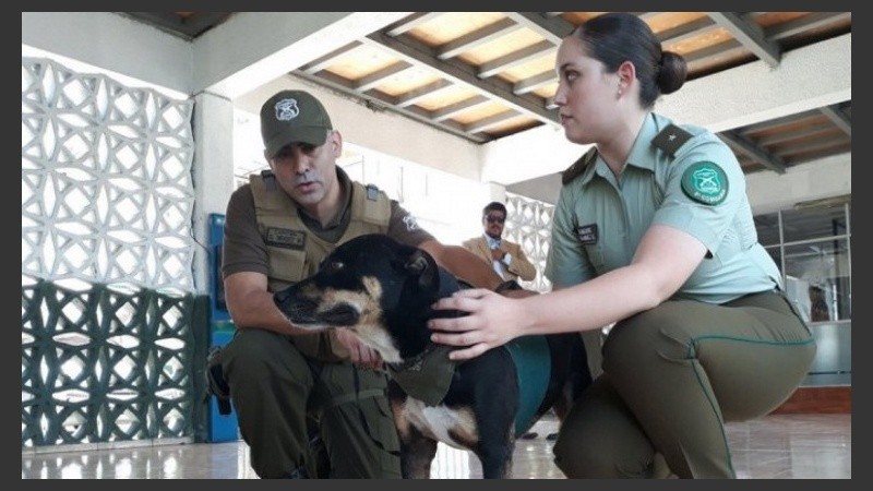 El perro se recupera bien.