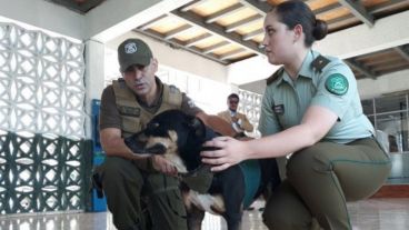 El perro se recupera bien.